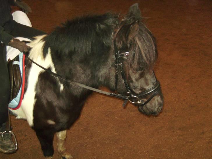 Anden særlig race Anniisa *GAMMEL PART* - I ridehuset .. <3 billede 19