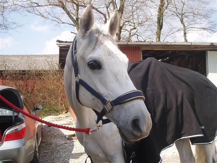 Dansk Varmblod Laiduc Attrup - Laiduc ved traileren i Thisted 12/4 08 billede 19