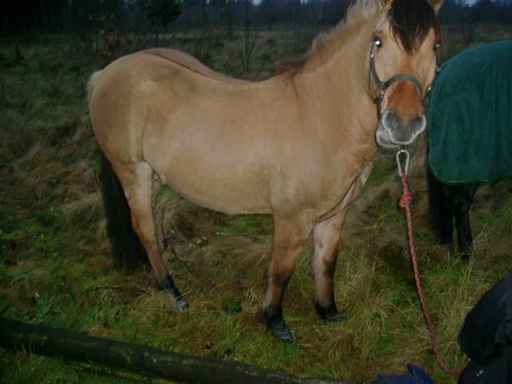 Anden særlig race Ingolf SOLGT - Velkommen til min Profil billede 1