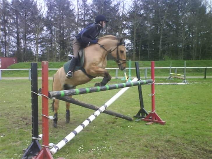 Anden særlig race Ingolf SOLGT - her springer vi 110 cm  Foto:  Sara <3 billede 2