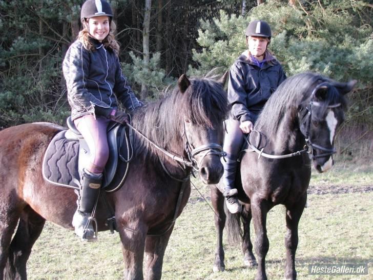 Anden særlig race Cisco <3 Tidl. Part :´( Miss You - 10#Skoven med Bedste veninde og hendes pony Black Boy<3 se lige hvad min hest kan (: Rigtig godt billed (: <3 FOTO : Marianne billede 10