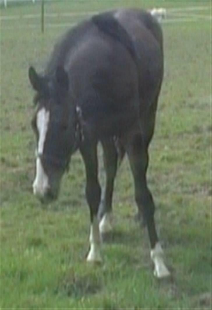 Dansk Varmblod Whitney død :( - 2 år og stadig en dejlig pige billede 8