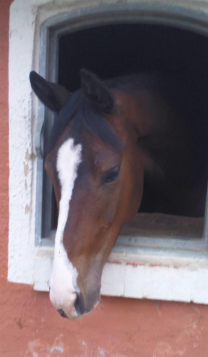 Dansk Varmblod Whitney død :( - første gang hun tør at kigge ud af vinduet :)  billede 9