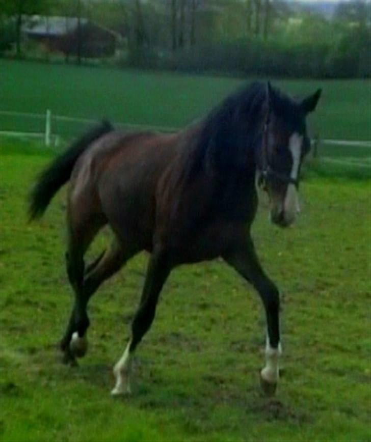 Dansk Varmblod Whitney død :( - Lige en lille løbe tur billede 11