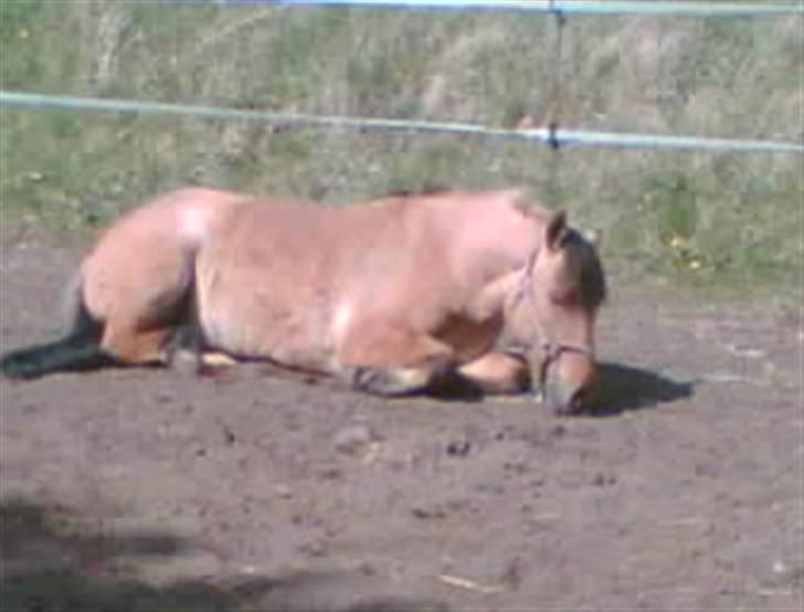 Anden særlig race Ingolf SOLGT - Det er hårdt at være så sød XD  Foto: Trine tror jeg ? billede 3