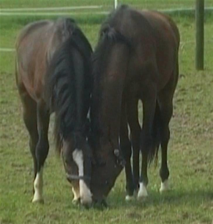 Dansk Varmblod Whitney død :( - Whitney og hendes legebody billede 13