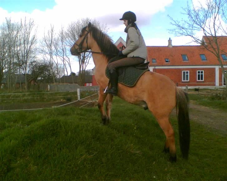 Anden særlig race Ingolf SOLGT - Udkig XD   Foto:  Trine billede 4