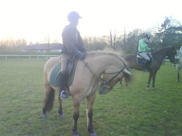 Anden særlig race Ingolf SOLGT - Vi ventede på at det blev vores tur til at springe (undervisning)  Foto: Britt billede 5