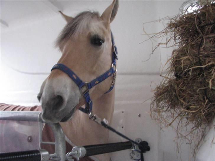 Fjordhest Højgaards Sandra *SOLGT* - Sandra da hun var på vej op til den nye ejer :( SAVNET billede 14