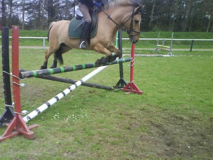 Anden særlig race Ingolf SOLGT - 90 cm..   Foto: Sara <3 billede 8