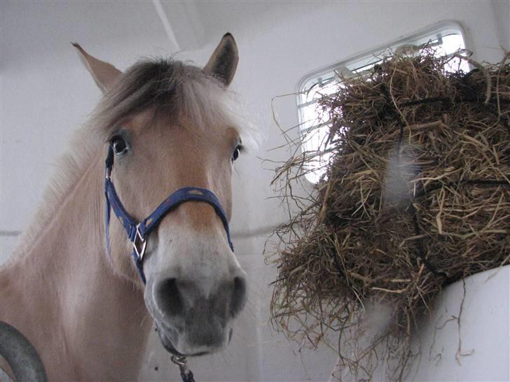 Fjordhest Højgaards Sandra *SOLGT* - Lidt før jeg skulle sige farvel til hende :´´( Savner dig og tænker på dig hver dag <333 :´/ billede 15