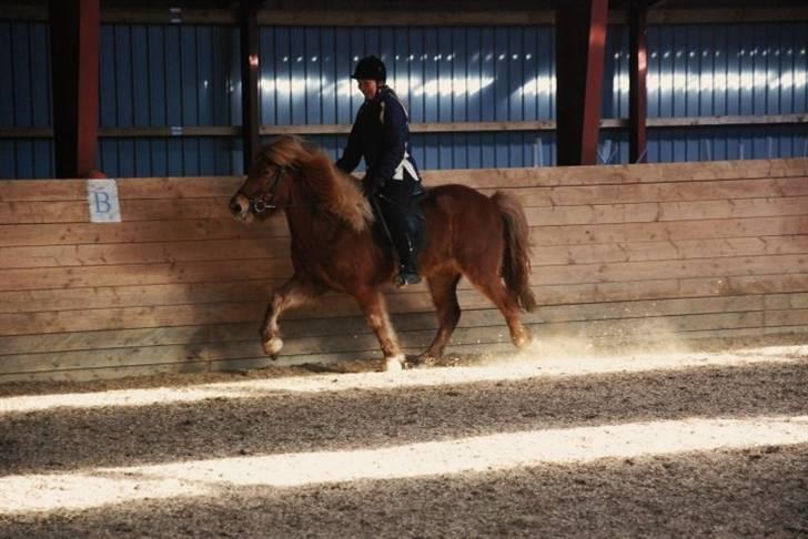 Islænder | Eldur fra Udholm | - Billedet taget af: Ukendt. billede 5