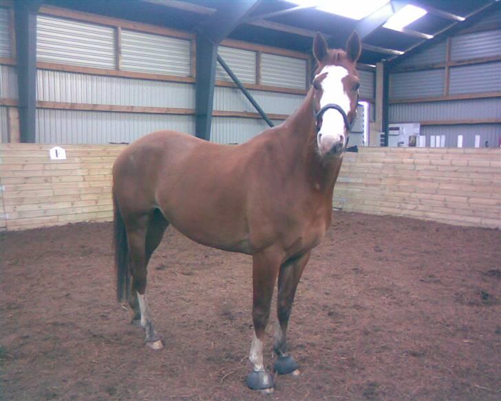 Frederiksborg Chaplin R.I.P<3 - Her er Chaplin. <3 R.I.P <3 billede 1