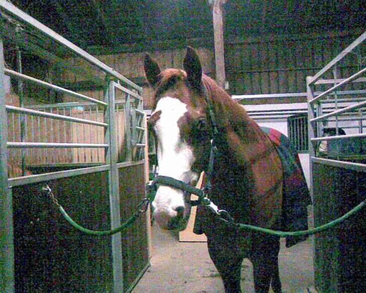 Frederiksborg Chaplin R.I.P<3 - Hej:-). billede 2