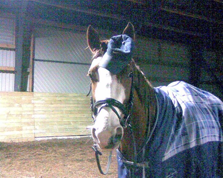 Frederiksborg Chaplin R.I.P<3 - Yo whats uup...;-) billede 5