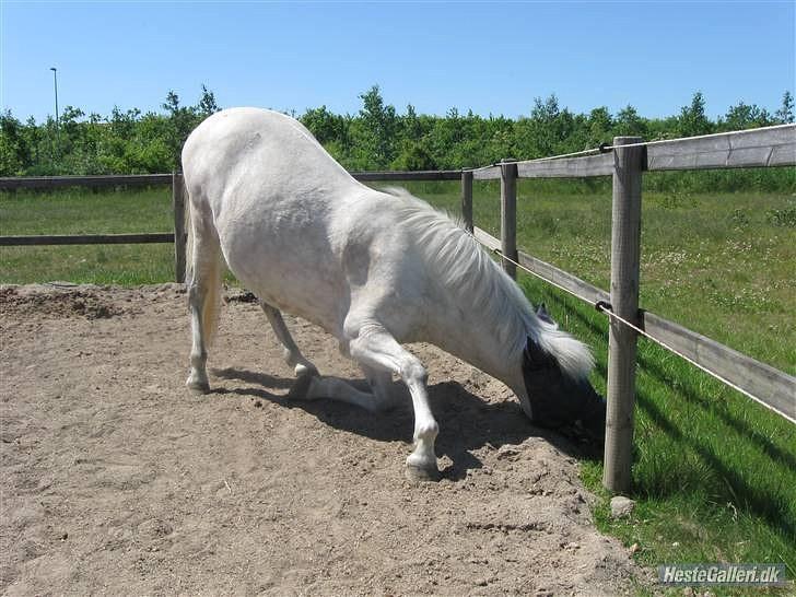 Anden særlig race Cloe :'( Min engel! R.I.P - Fjolle pony, hvad gør man ikke for lidt græs? (´: <3 billede 8