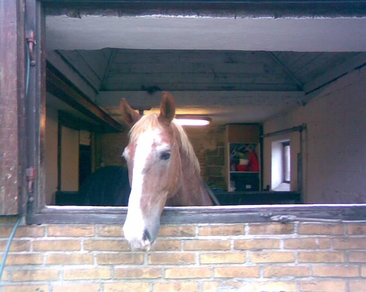 Frederiksborg Rubenstien R.I.P <3 billede 3