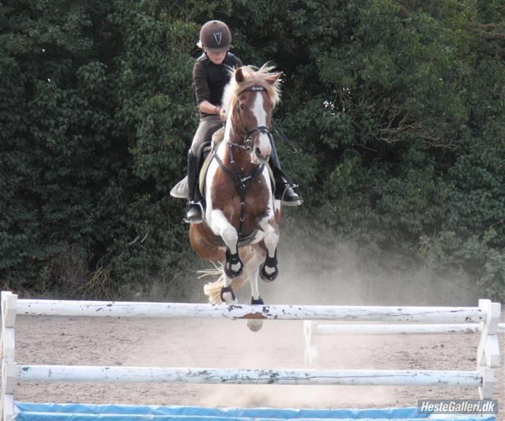 Pinto Indi Jones - Indi og Mig til spring undervisning. den første efter sommerferien 09 :D billede 10