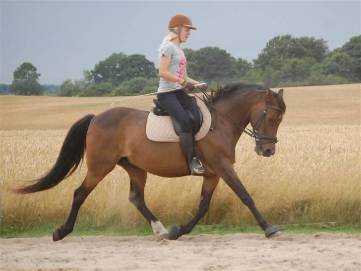Welsh Cob (sec D) Jumper. - PERFEKT! super smuk ponzz <3 træning d. 18 . 6 08 ! billede 20