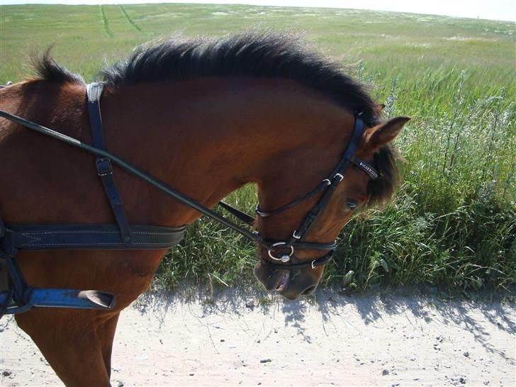 Anden særlig race Pluto  billede 14