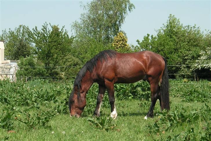 Welsh Cob (sec D) Lillelunds D'Artagnan billede 8