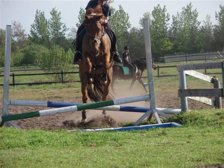 Svensk Sportspony  Casco - 6# Mig og Casco<33Foto.Mor billede 7