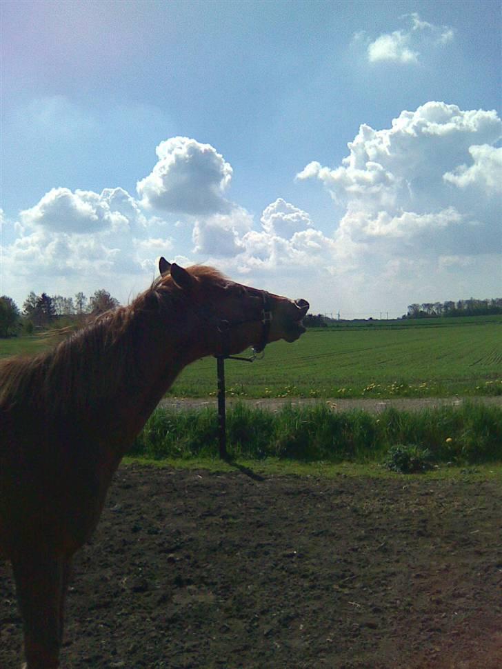 Anden særlig race Oliver - Prinsen tidl. pony billede 12