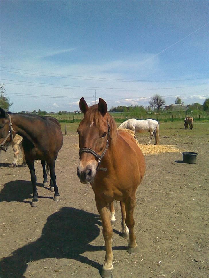 Anden særlig race Oliver - Prinsen tidl. pony billede 13