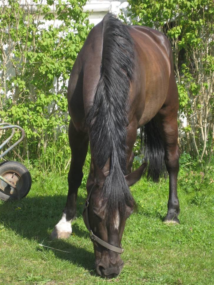 Anden særlig race Surprise (solgt)  - vi hygger lidt. billede 19