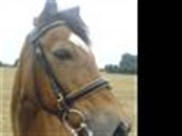 Welsh Cob (sec D) Pretty-Pakica  billede 1