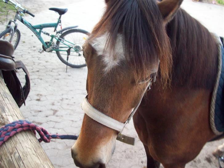 Welsh Cob (sec D) Pretty-Pakica  billede 2