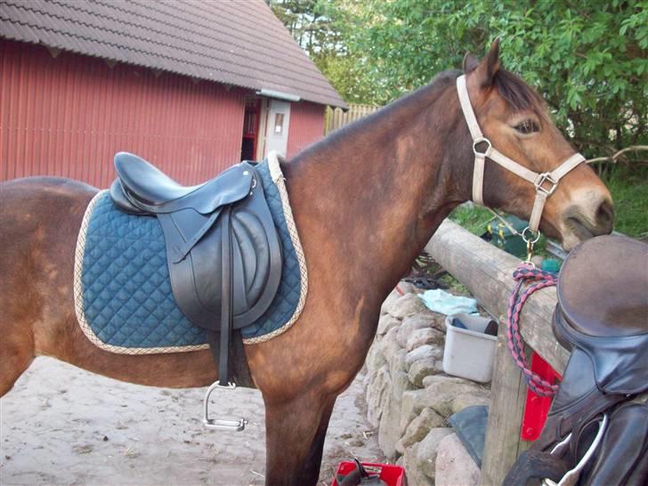 Welsh Cob (sec D) Pretty-Pakica  billede 3