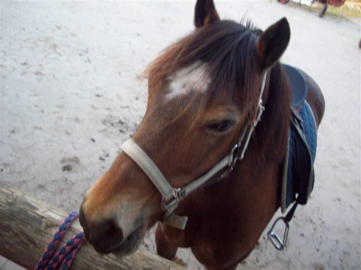 Welsh Cob (sec D) Pretty-Pakica  billede 4