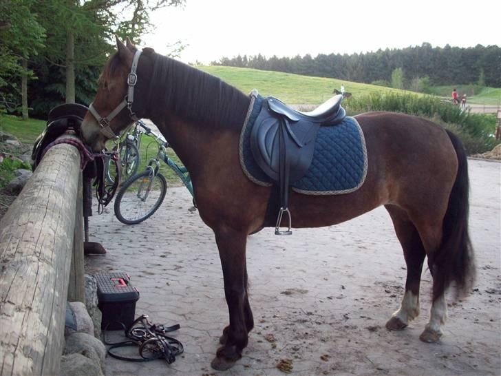 Welsh Cob (sec D) Pretty-Pakica  billede 5