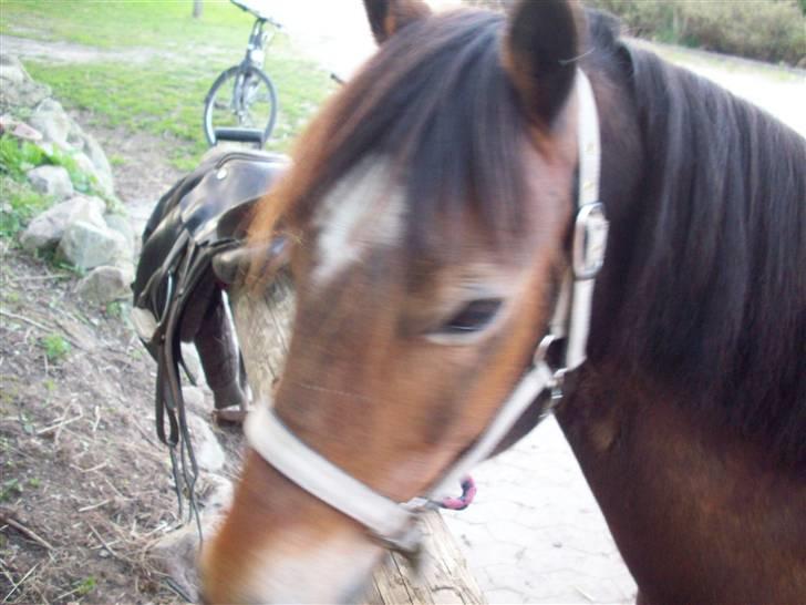 Welsh Cob (sec D) Pretty-Pakica  billede 6