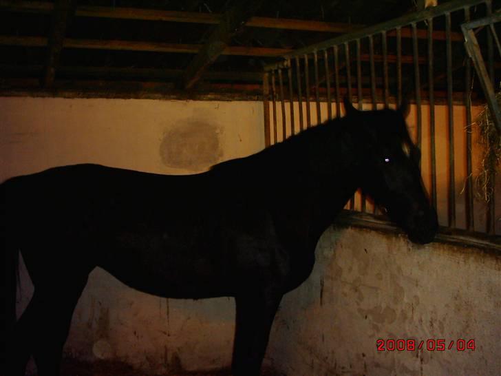 Schweres Warmblut Linde - Jeg skal lige se om min nye nabo vil snakke billede 7