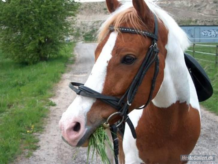 Pinto Araber Next-time//møffe (R.I.P)  - velkommen til møffe´s mindeprofil .. han er nu desværre på de evige græsmarker :( billede 1