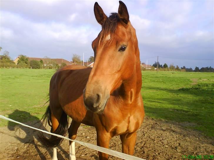 Holstener calli Calli - Calli Calli på marken <3 billede 1