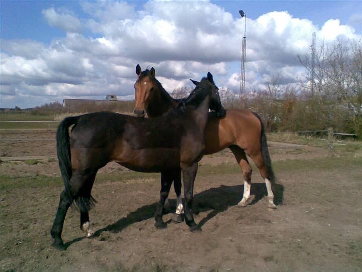 Holstener calli Calli - Calli Calli og Pirell <3 billede 8