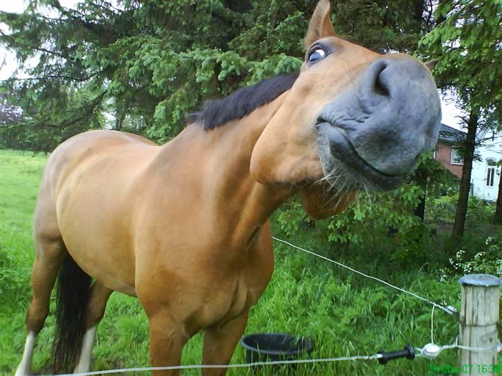 Holstener calli Calli - Fjolle på marken (: billede 11