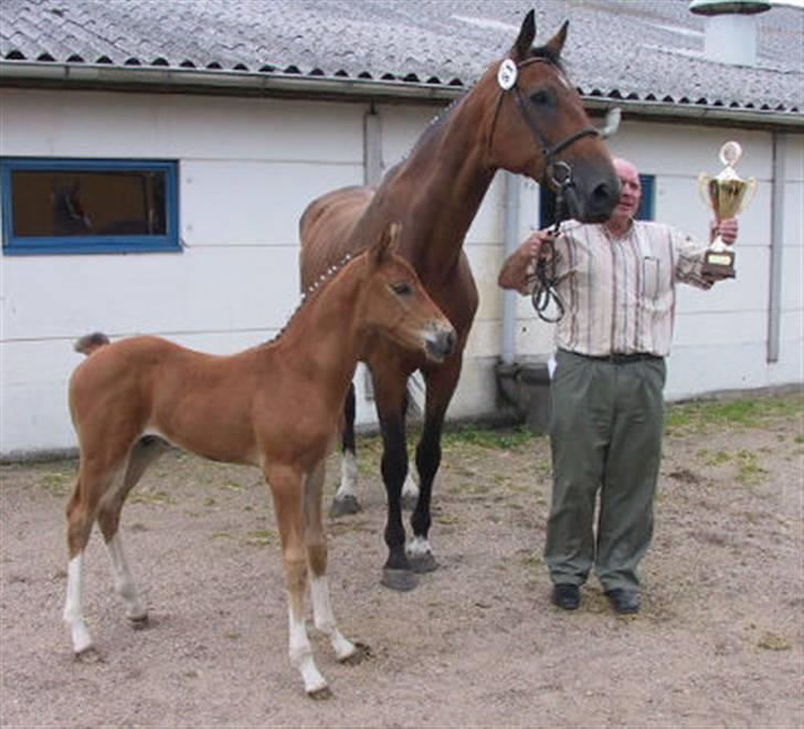 Holstener calli Calli - Mit lille følle basse, han er bare for kær som lille. <3 billede 12