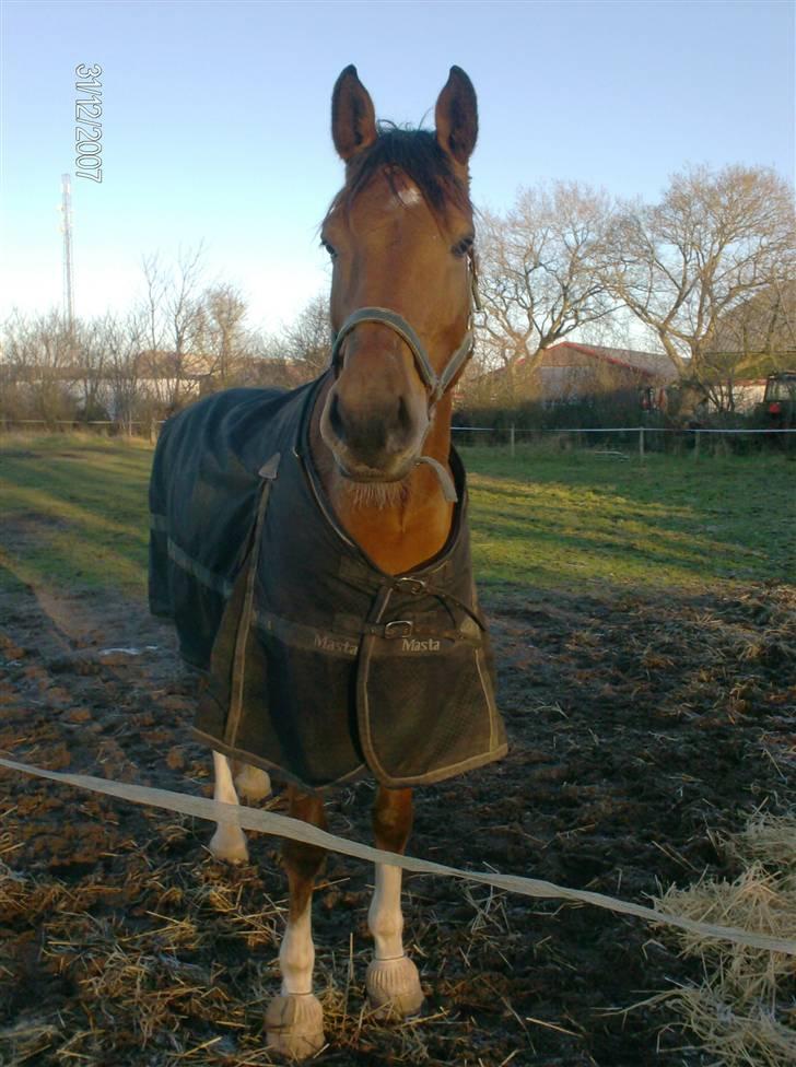 Holstener calli Calli - Calli Calli på marken <3 billede 13