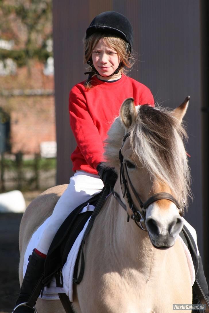 Fjordhest Fritz. billede 15