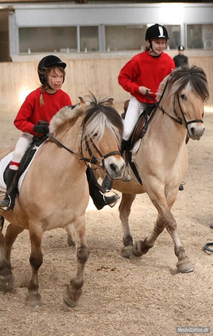 Fjordhest Fritz. billede 16