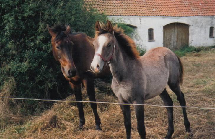 Arabisk fuldblod (OX) Silas billede 15