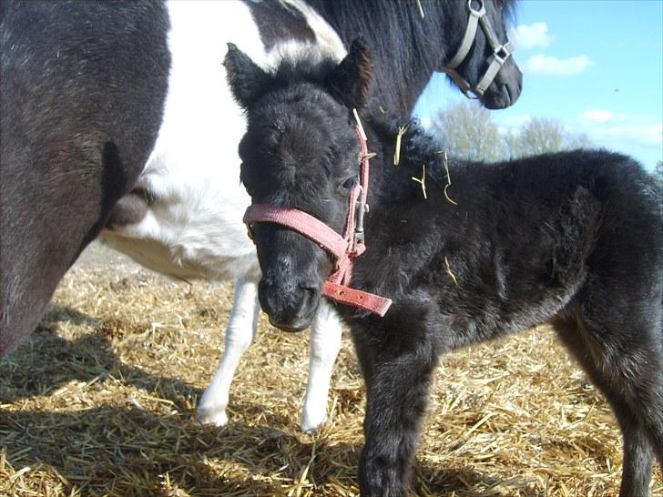 Miniature Herkules R.I.P - Så kom hun endelig, Herkules første afkom (: billede 5