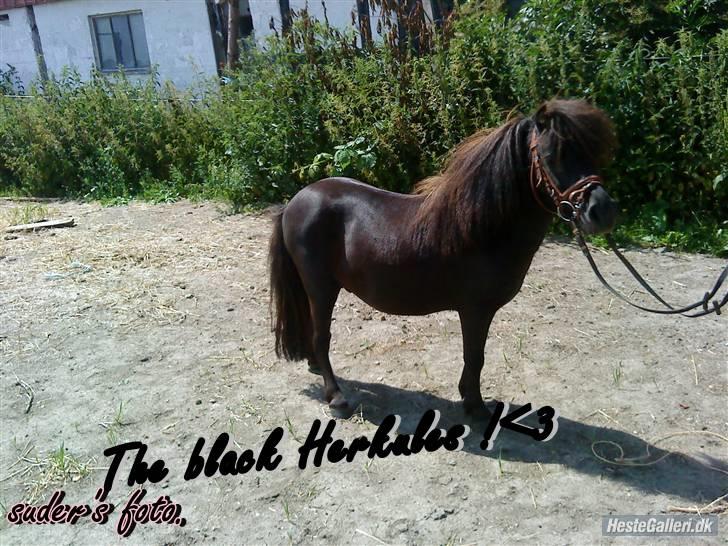 Miniature Herkules R.I.P - Øver opstilling (: billede 6