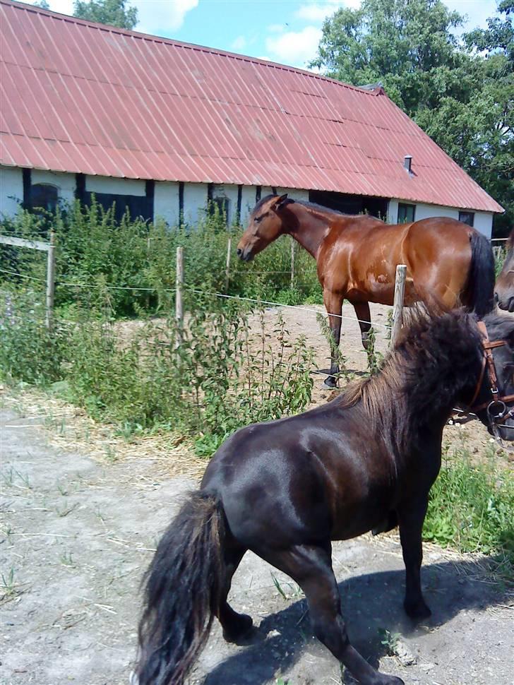 Miniature Herkules R.I.P - Og så skulle han lige hilse på de andre heste :) billede 7