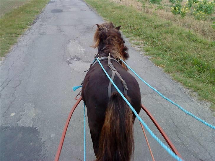 Miniature Herkules R.I.P - Moren tur 09 <3 billede 8