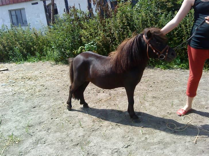 Miniature Herkules R.I.P - Øver opstilling (: billede 9